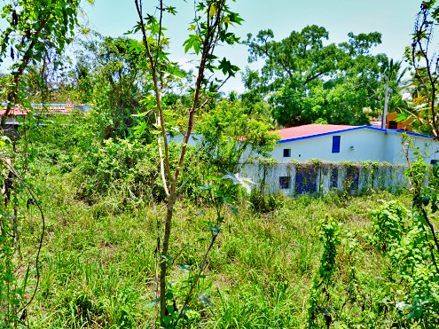 La Manzanilla Realty