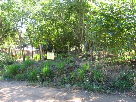 La Manzanilla Realty