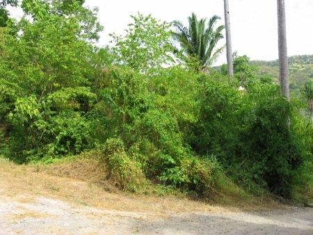 La Manzanilla Realty