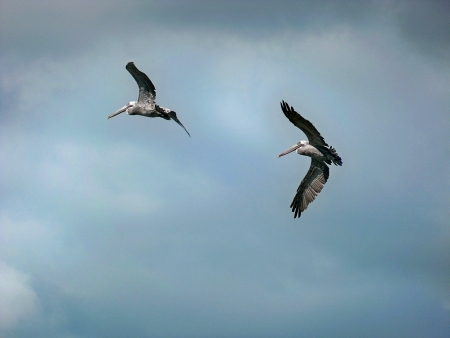 La Manzanilla Realty