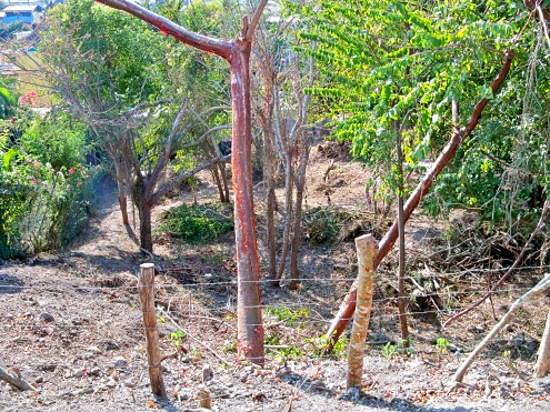 La Manzanilla Realty