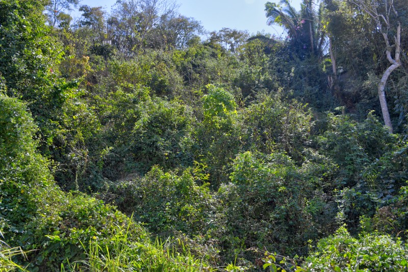 La Manzanilla Realty