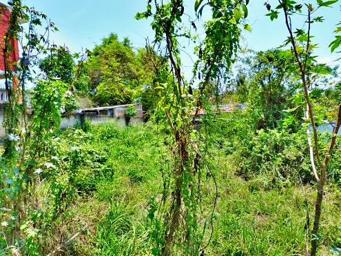 La Manzanilla Realty
